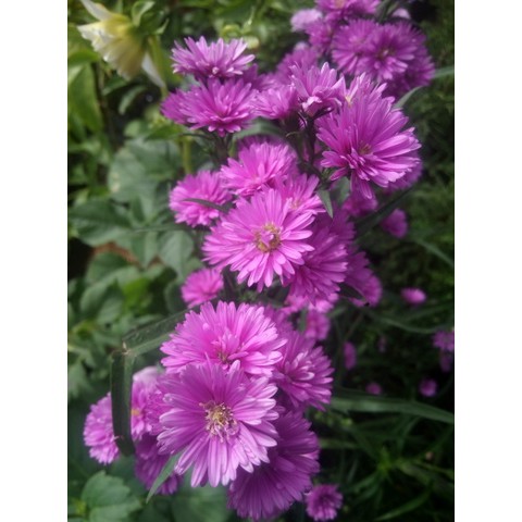 Paket Tanaman Bunga Aster Pikok (aster amellus) 100rb 8 pohon 4 Warna