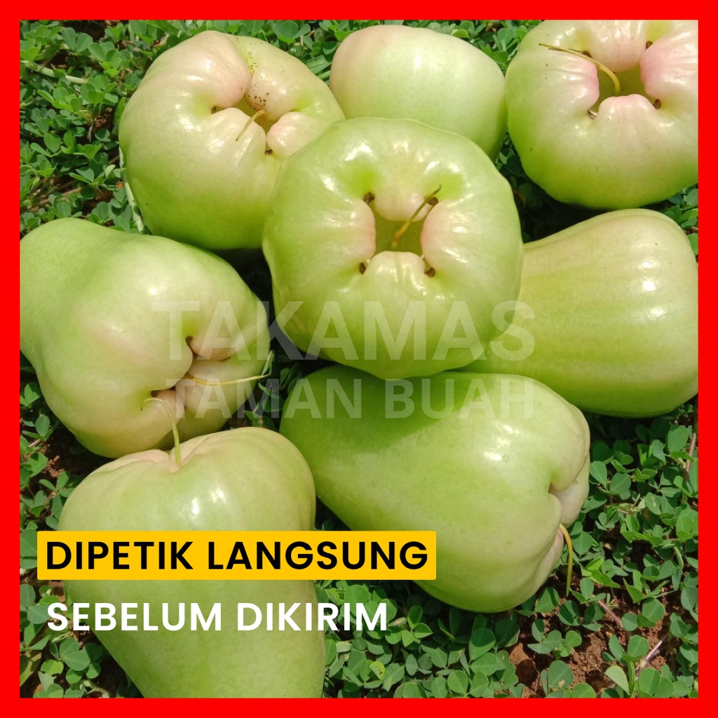 

Buah Jambu Air 1 kg Jambu Air Madu Petik Langsung (Grade A)