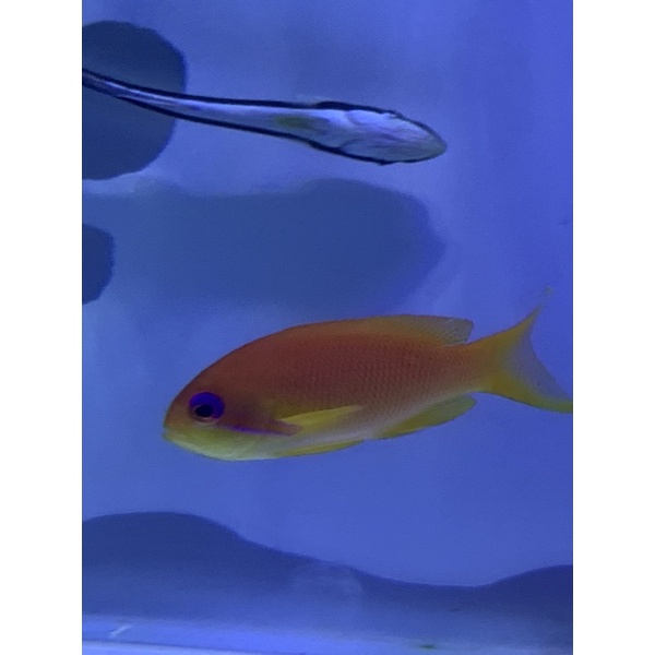 Ikan Hias Air Laut Anthias Mata Ungu