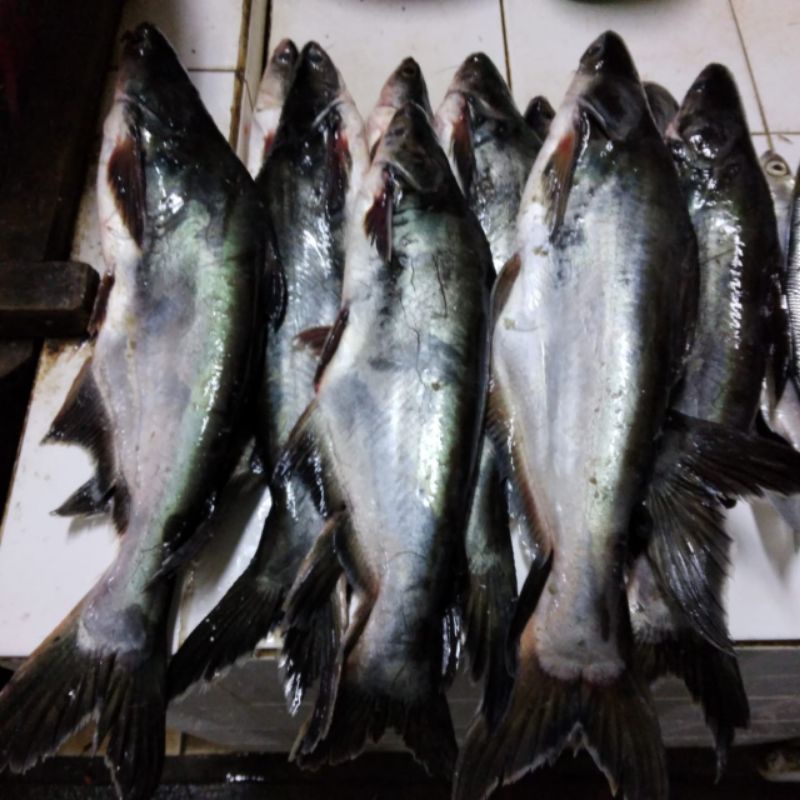 

IKAN PATIN / IKAN PATIN MURAH /IKAN PATIN SEGAR / IKAN PATIN JAKARTA SELATAN