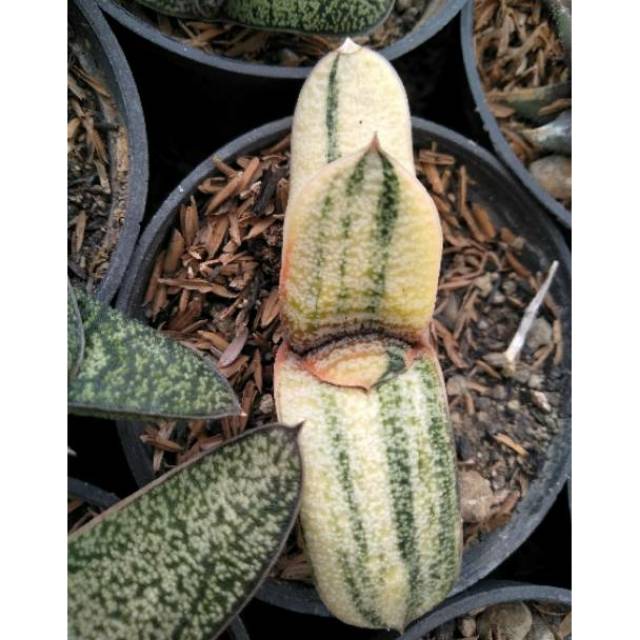 Gasteria batesiana variegata