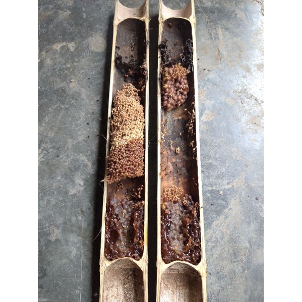 Bibit Lebah Klanceng Trigona Leaviceps Dalam Bambu Original (Belum Dibelah)
