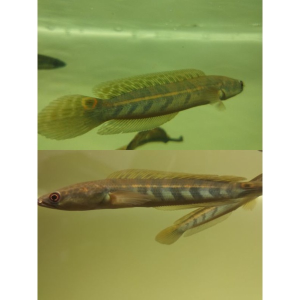 maru riau bar simetris grade A size 13-14