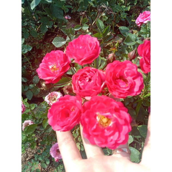 mawar rambat/bibit mawar rambat/bunga hidup/mawar cantik/bibit unggul/termurah