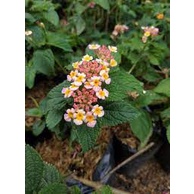 Lantana bicolor pink KUNCUP - BAKUL KEMBANG