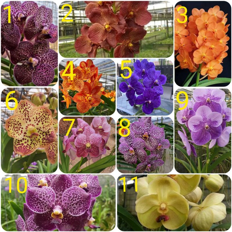 Anggrek remaja vanda hybrid-anggrek bunga jumbo