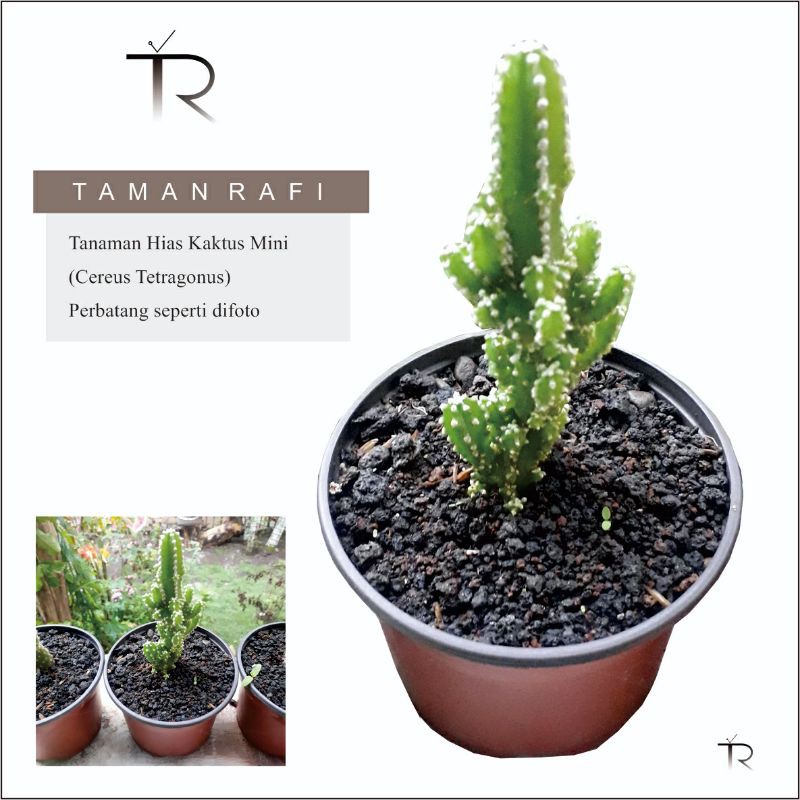 Tanaman Hias Kaktus Mini Cereus Tetragonus
