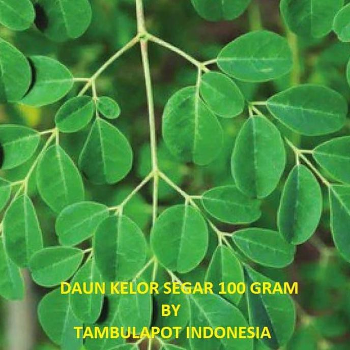 

Daun Kelor Segar 100Gram Moringa Oleifera Daun Ajaib Tambulam34 Dijamin