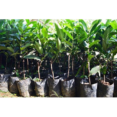 Jual Bibit tanaman  Jambu Air Madu Deli Hijau-1