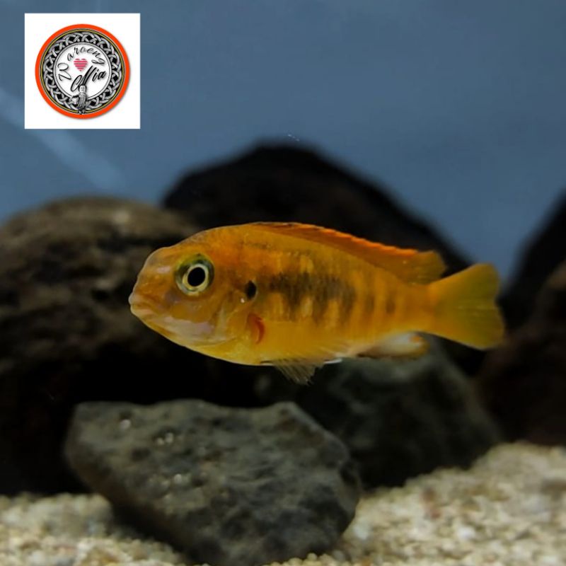 Cichlid Mbuna Tropheops sp Chilumba / Red Top Tropheops
