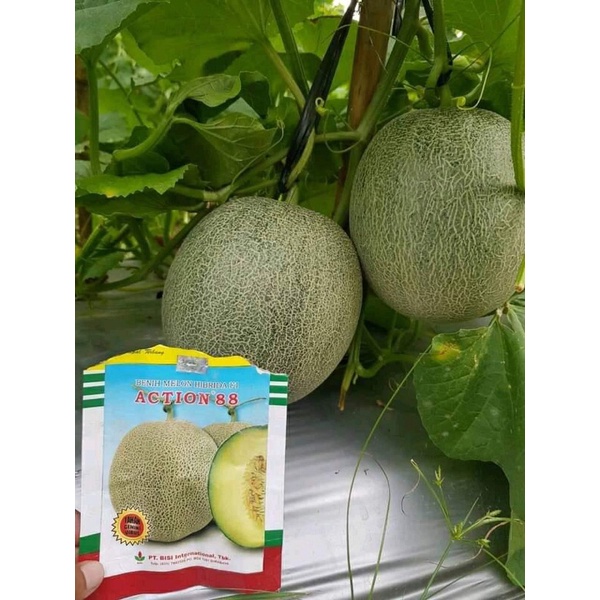 Benih Bibit Melon Action 88