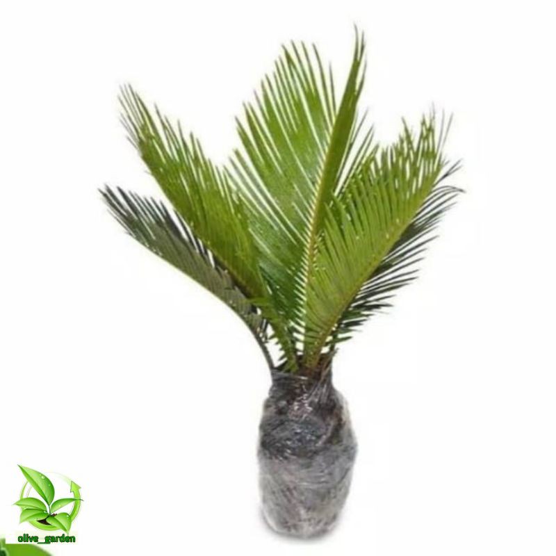 Bibit palm Sikas - Pohon Palem Sikas - Tanaman bonsai