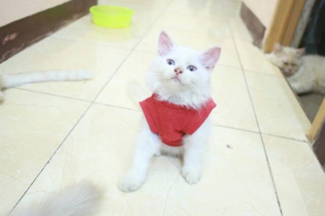 Kaos simple polos warna merah / baju kucing dan anjing size S M L XL (pilih ukuran)