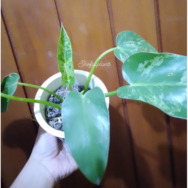 philodendron Giganteum varigata aka marble var