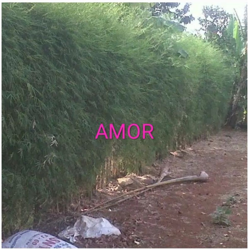 bibit bambu cina china, telisik hijau 3batang