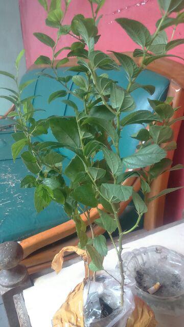 Bidara Arab Unggul Bercabang (luar Jawa Wajib Jne)