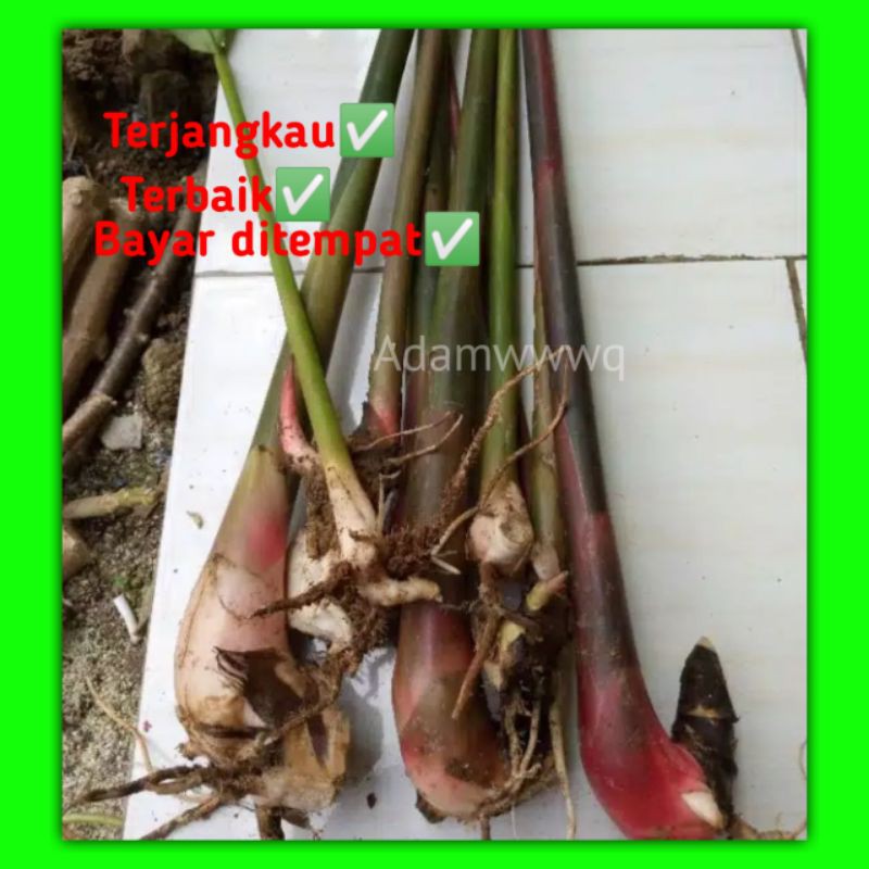 

Pohon Benih Bibit Kecombrang merah / Hijau