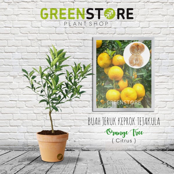 Bibit Jeruk Keprok Tejakula
