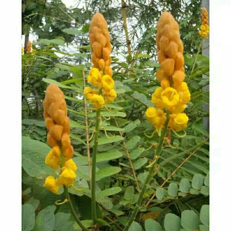 

Daun ketepeng/daun kimanila Tanaman Herbal pertangkai,obat gatal,alami daun herbal daun alami daun obat alami,jamu alami jamu alam daun alam ,obat tradisional obat banyak di cari,obat panu ,obat gatal selakangan,obat gatal jamur,obat tradisional