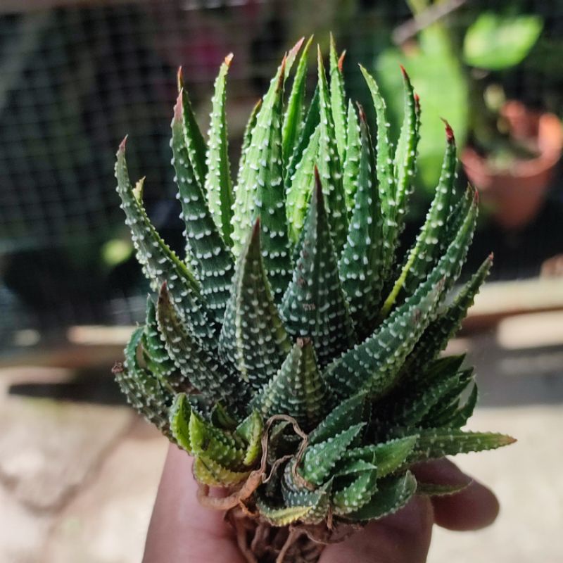 Sukulen Haworthia Pumila Variegata