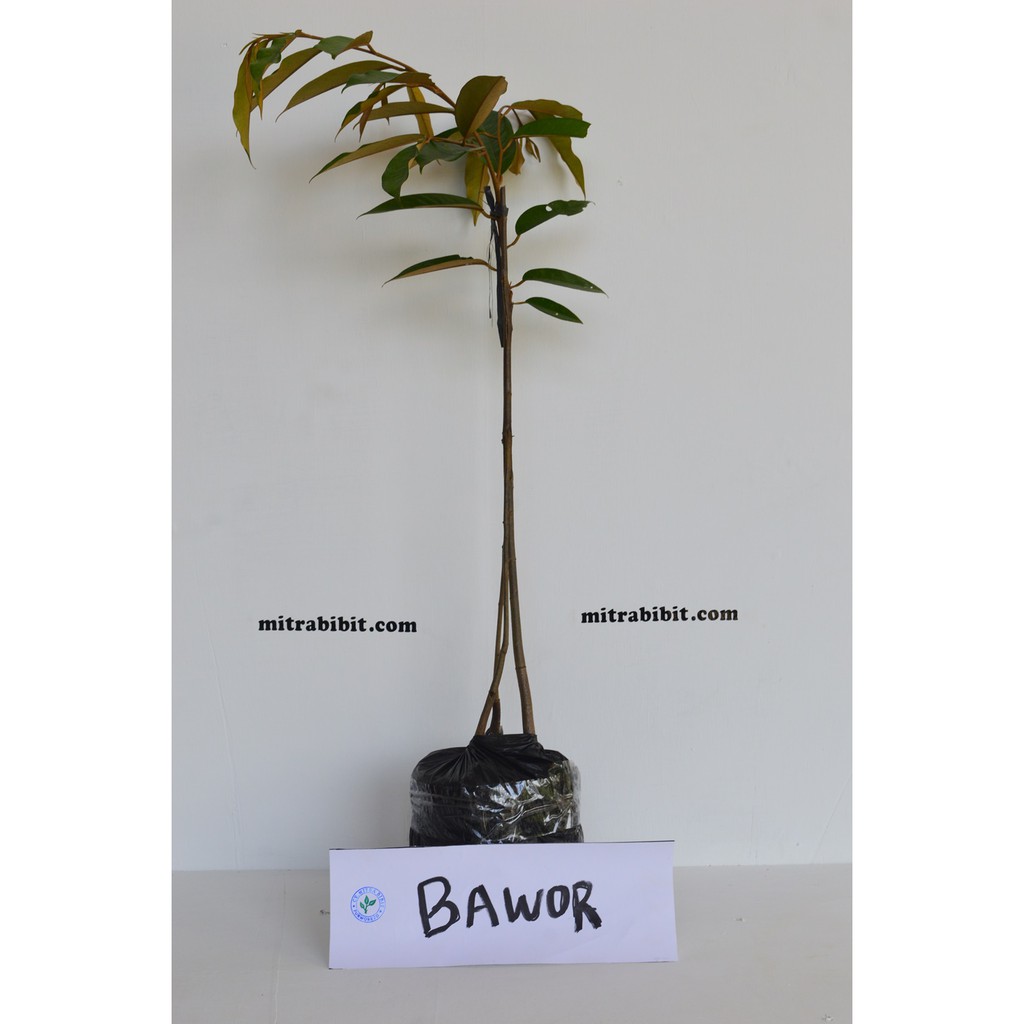 Bibit Durian Bawor Kaki 3 Super