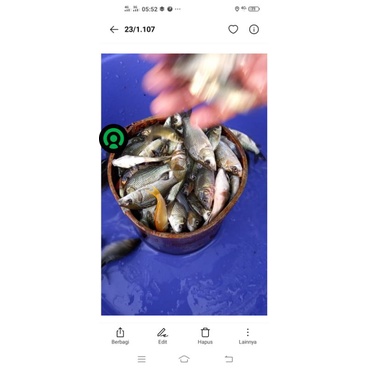 bibit ikan mas literan