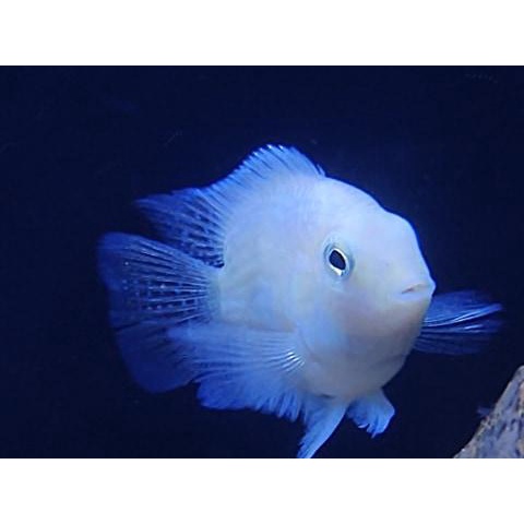Ikan Convict Cichlid Siklit Polar Platinum Parrot Promo Buy 5 Get 1 Free