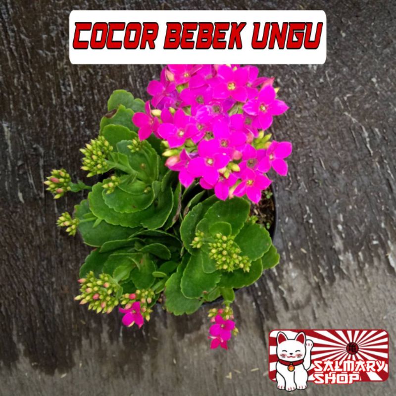 Tanaman Hias Bunga Cocor Bebek UNGU / Kalanchoe Calandiva Bunga Tumpuk Kalancu Indoor