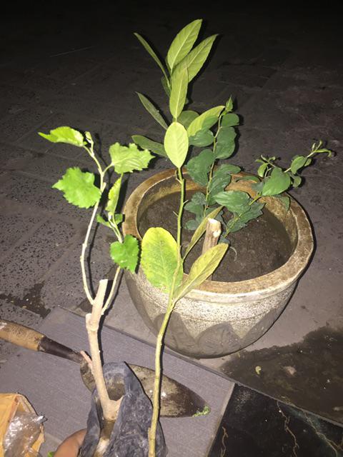 Jual Fres Cutting Pohon Kelor