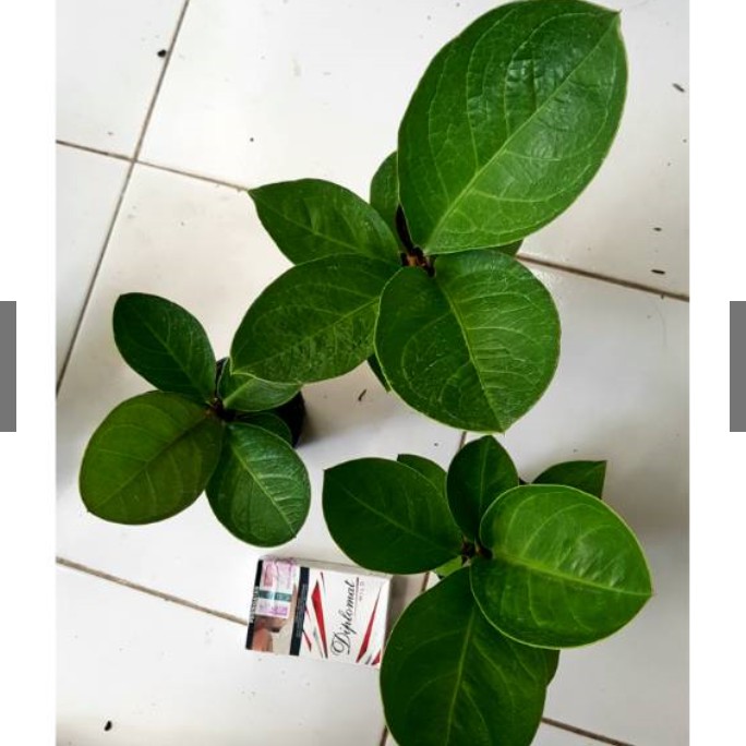 Bibit jemani mangkok remaja