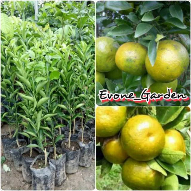 Bibit jeruk BW unggul