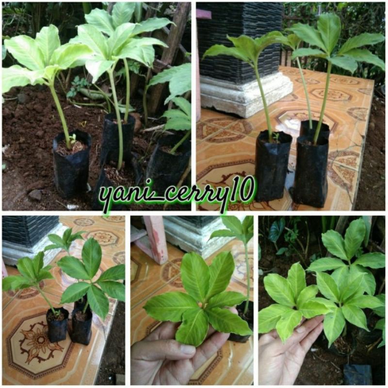 bibit porang / ileus termurah