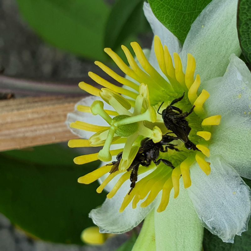 bibit bunga tongkeng sayur /pakan lebah/kelulut/itama