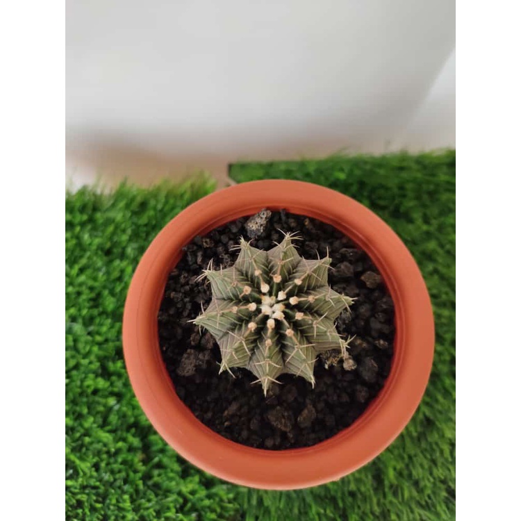 [ CACTUS ] - KAKTUS LB HYBRID VARIGATA  // JUAL TANAMAN HIAS // DEKORASI RUMAH // DEKORASI TAMAN // 
