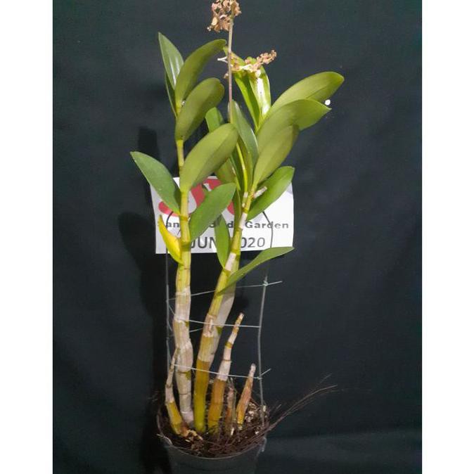 Dendrobium Discolor Var. Tanimbar
