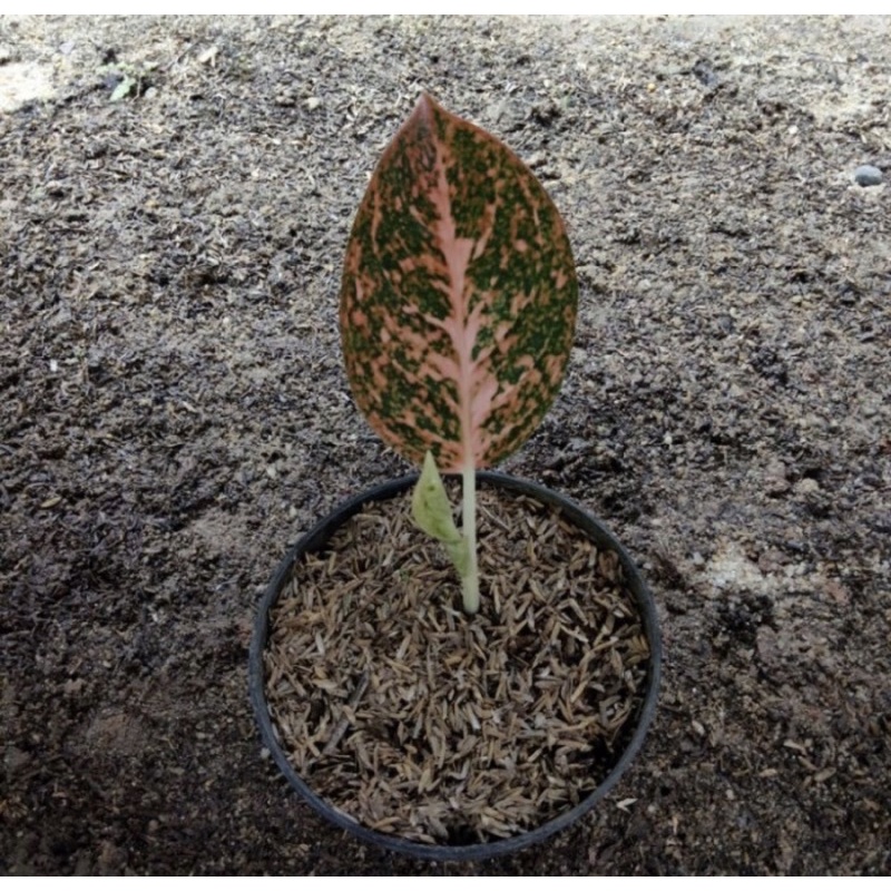 Baby/Anakan aglonema orange stardust tanaman hias