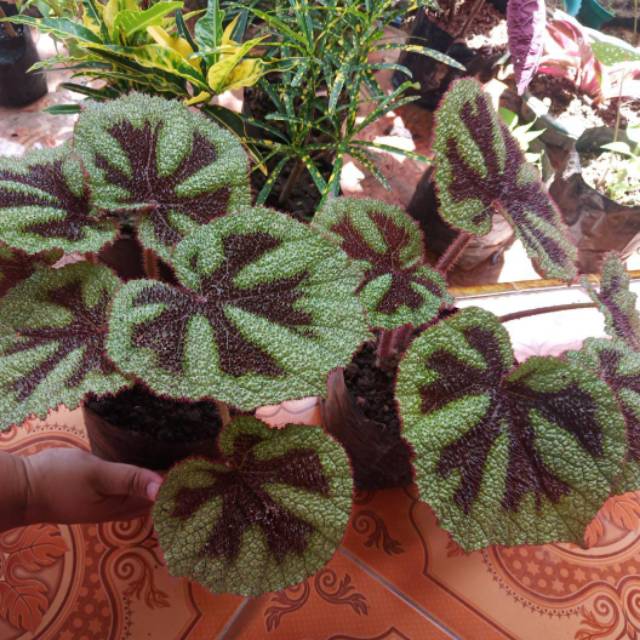 intankusumaningrum40