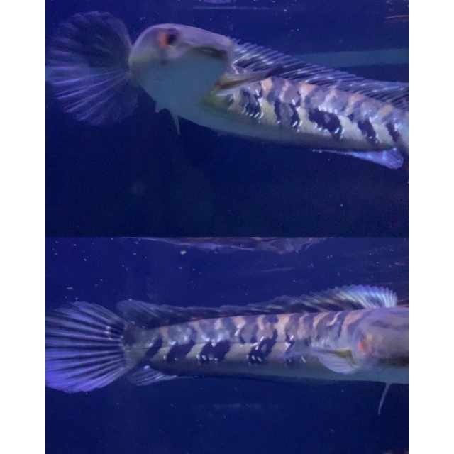 MARU BORNEO (free pelet & stiker)