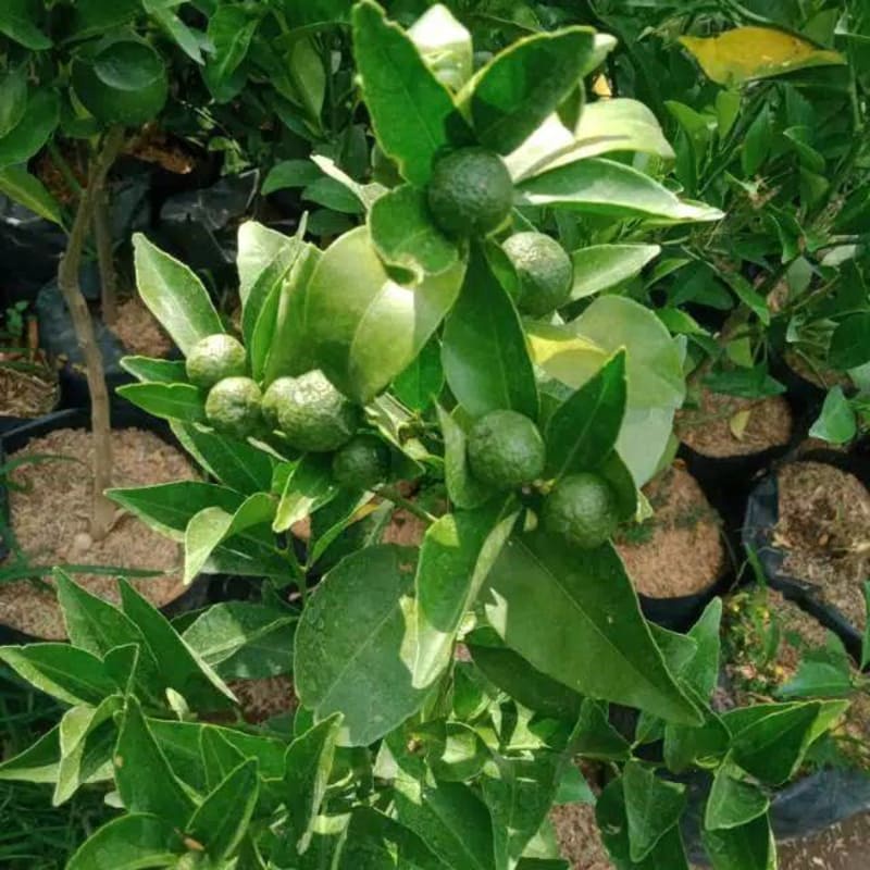 

bibit Jeruk Siam Madu okulasi