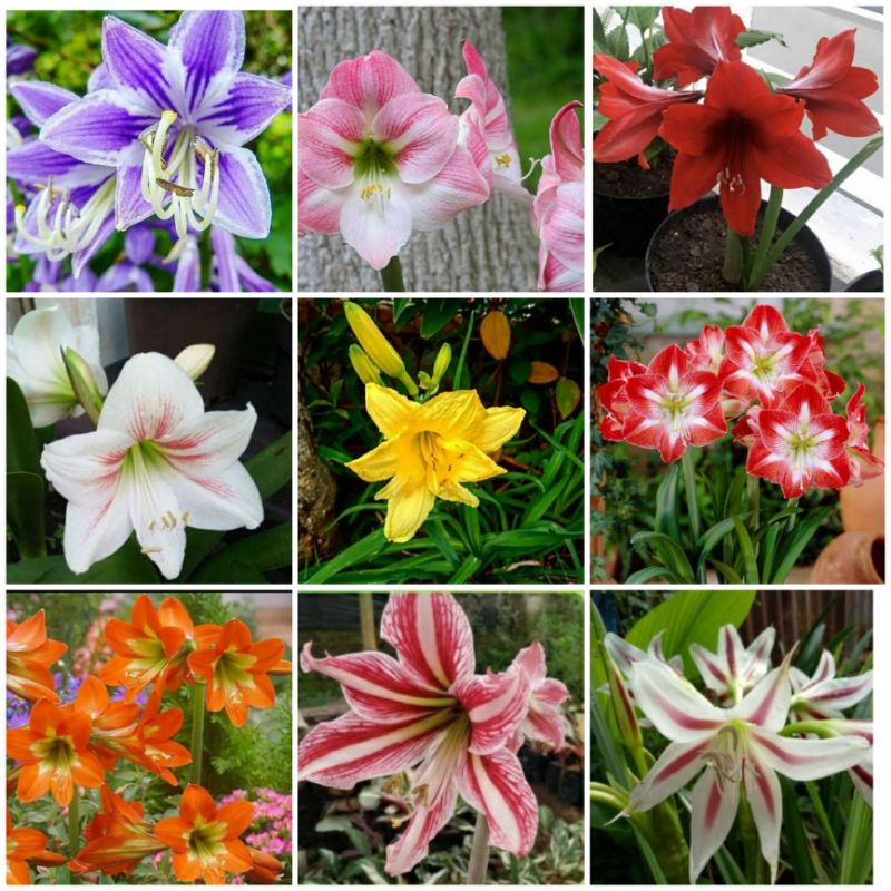 Umbi / Bibit Bunga Amarilis Warna Warni free umbi bunga sedap malam