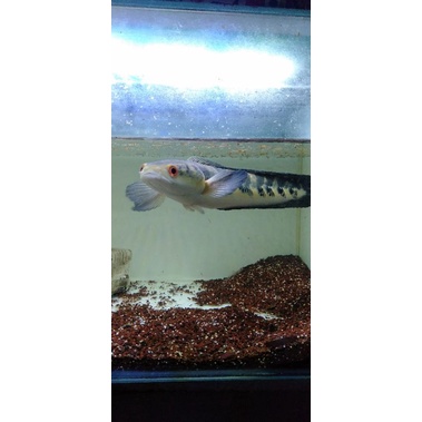 Ys 20-21cm mata merah aktif sehat cabung banyak