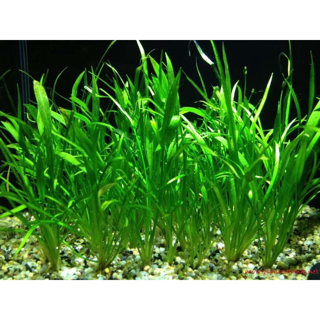 Vallisneria Torta Tanaman Air Aquascape