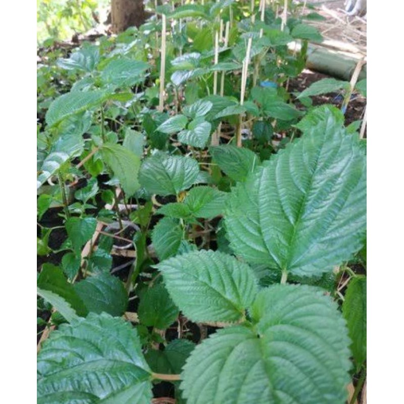 

Daun jelatang/pulusSegar250gram
