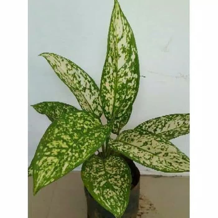 TANAMAN HIAS AGLONEMA CHIANG MAI - CHIANGMAY - CHIANGMAI