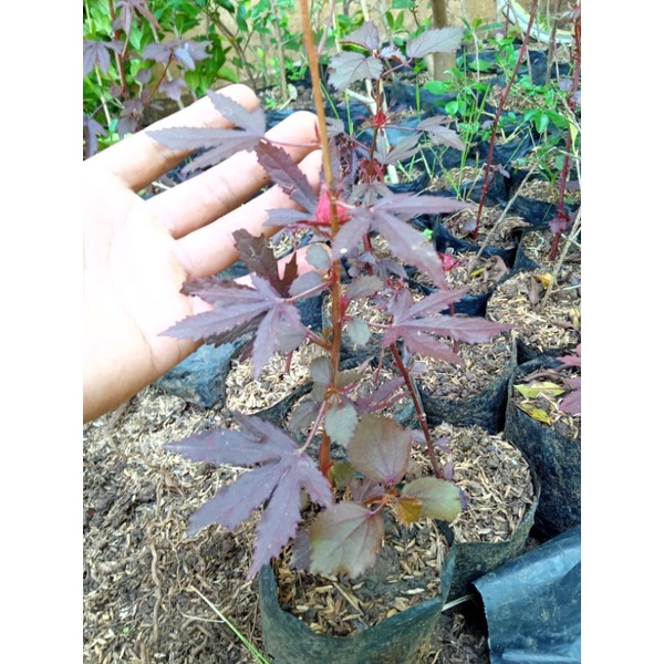 bibit red panama bahan bonsai