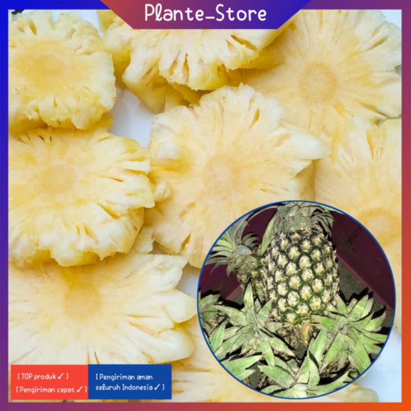

BUAH SEGAR BUAH NANAS KUALITAS BAGUS