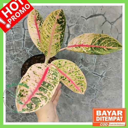 COD Aglonema Donacarmen Mutasi Murah | Tanaman Hias Aglonema Donacarmen Mutasi Murah