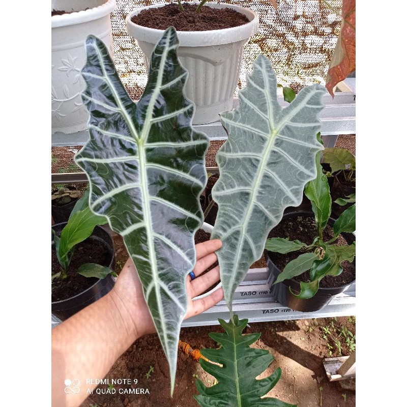 Alocasia Amazon ukuran besar