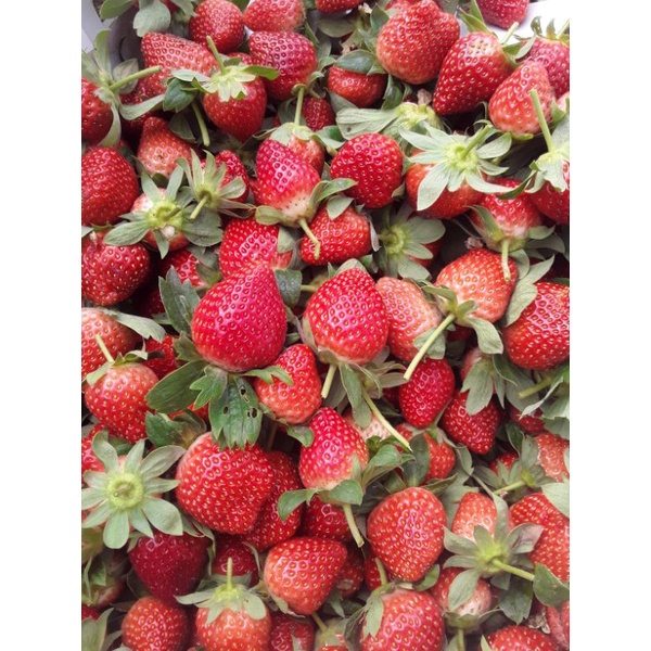 

buah/setroberry/segar/asli(1kg)halal
