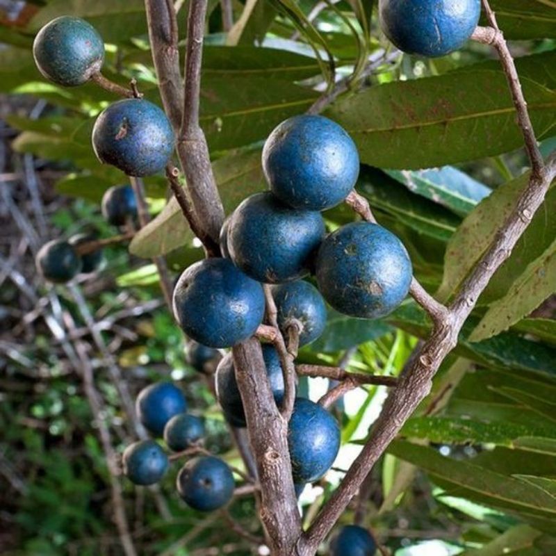 Bibit Tanaman JEnitri /genitri